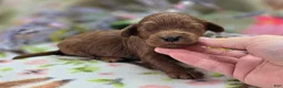 Cockapoo dogs for sale: Milan - Ad 3