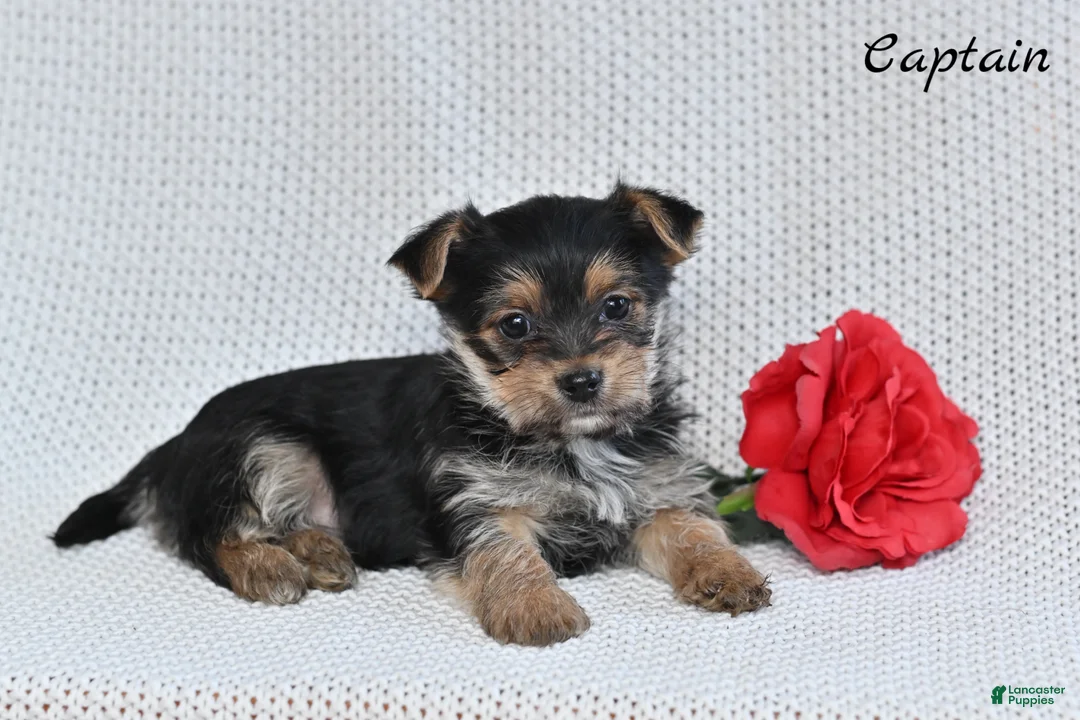 Morkie dogs for sale: Candy - Ad 8