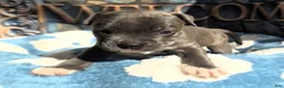 American Bully dogs for sale: "DMX" BLUE NOSE / BLUE EYES - Ad 6