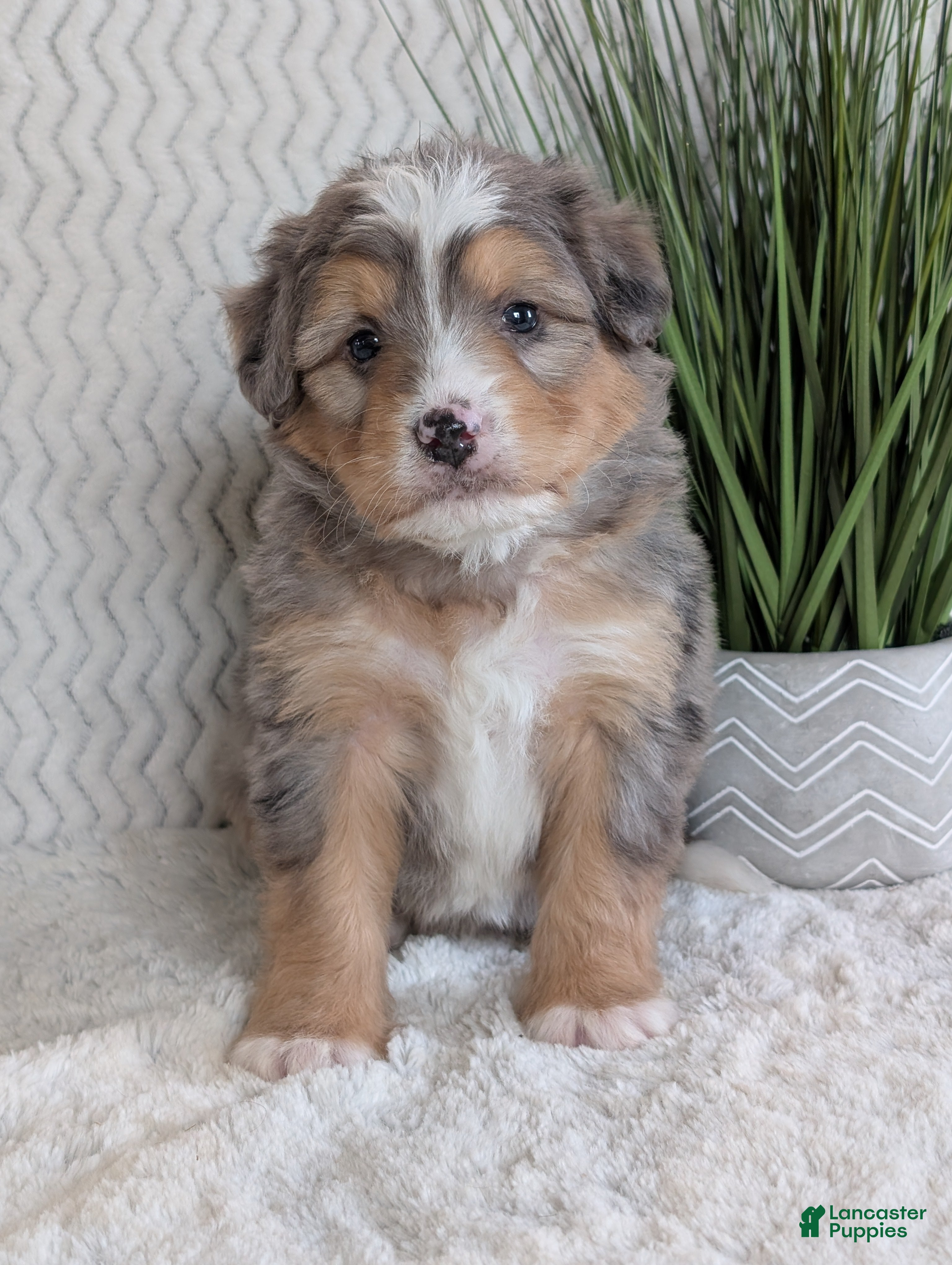 Mini Bernedoodle dogs Mini Dusty  - Ad 2