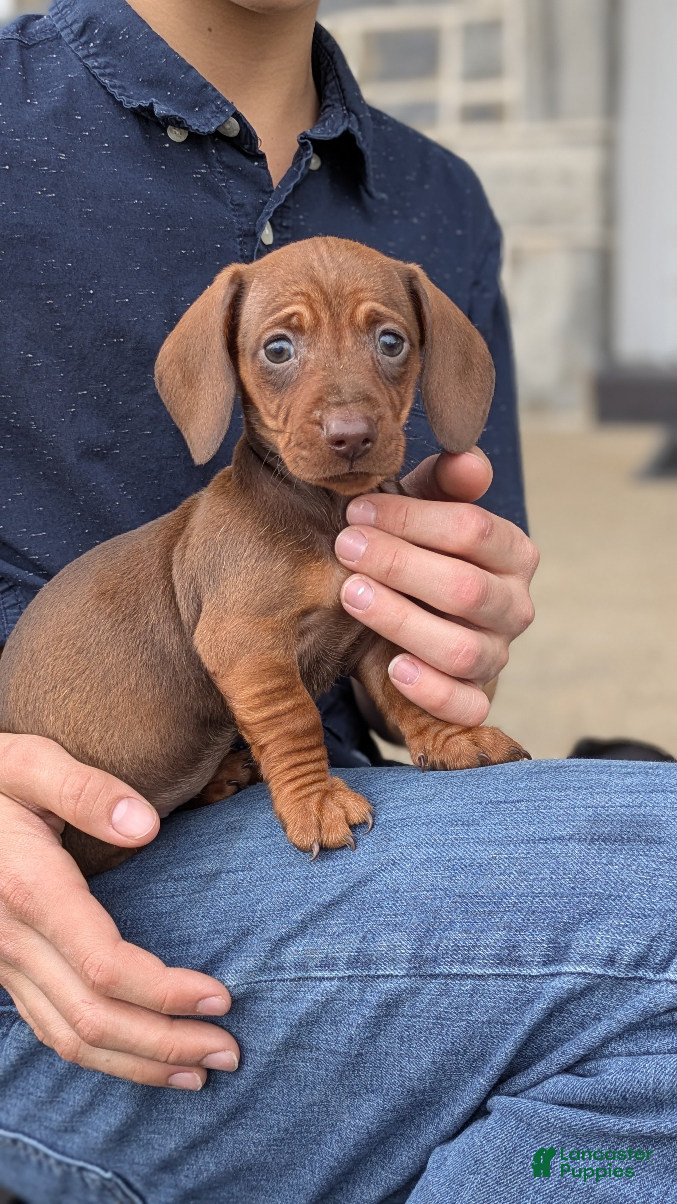Miniature Dachshund dogs Connie - Ad 1