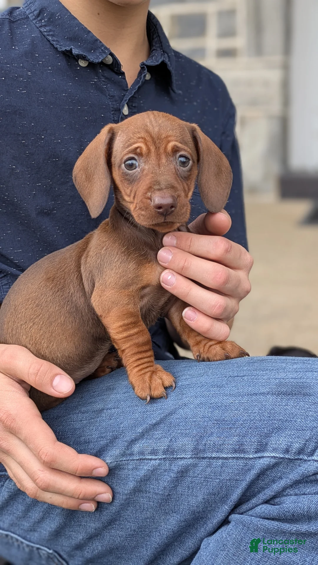 Miniature Dachshund dogs for sale: Connie - Ad 1