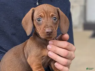 Miniature Dachshund dogs for sale: Connie - Ad 1