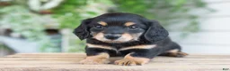Miniature Dachshund dogs for sale: Mabel - Ad 7