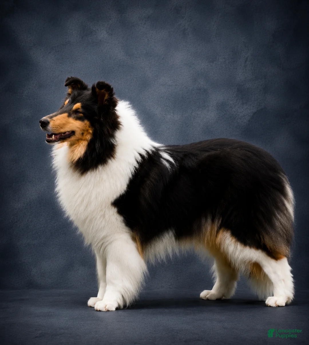 Collie dogs for sale: Collie 1 - Ad 6