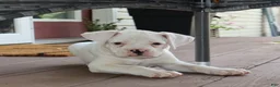 Boxer dogs for sale: Patrick - Ad 6