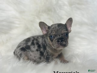French Bulldog dogs - Ad 30