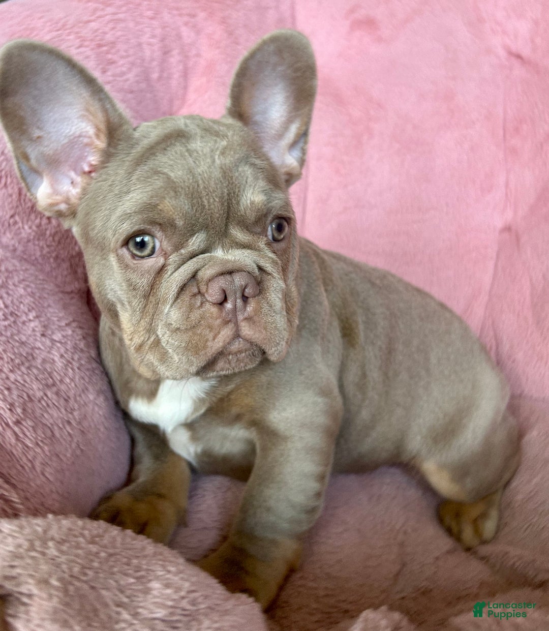 French Bulldog dogs for sale: Chocolate  - Ad 3