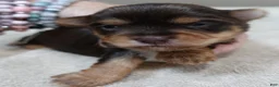 Yorkshire Terrier dogs for sale: Chocolate Meadow - Ad 6
