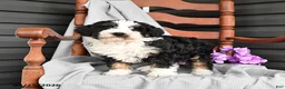 Mini Bernedoodle dogs for sale: Lovey - Ad 2