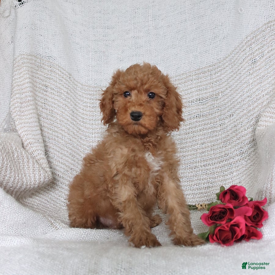 Cockapoo dogs Jason - Ad 2