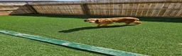 Golden Retriever dogs for sale: Grace - Ad 22
