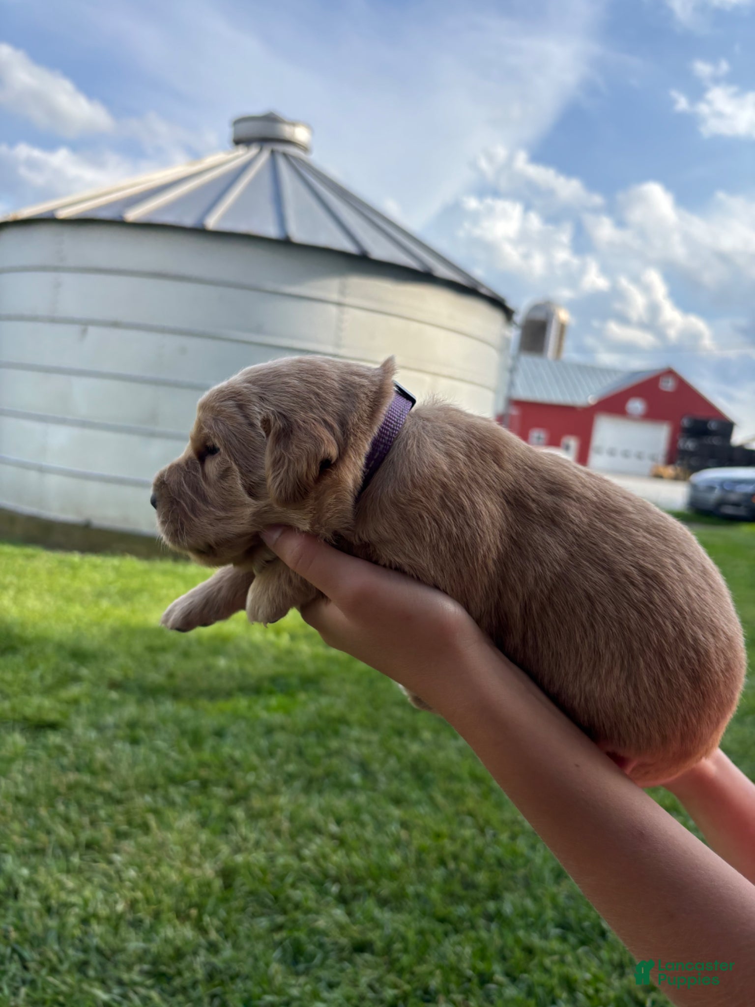 Golden Retriever dogs for sale: Golden Retriever Puppy 10 - Ad 2