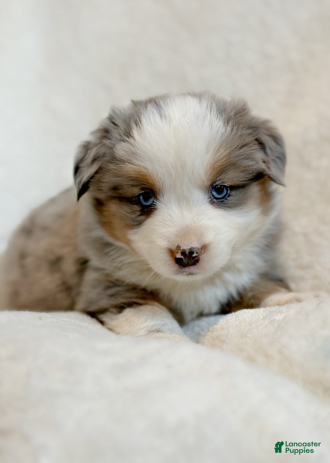 Miniature Australian Shepherd dogs for sale: Birdie - Ad 1