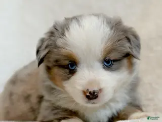 Miniature Australian Shepherd dogs Birdie - Ad 4