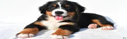 Bernese Mountain Dog dogs for sale: Parker - Ad 4