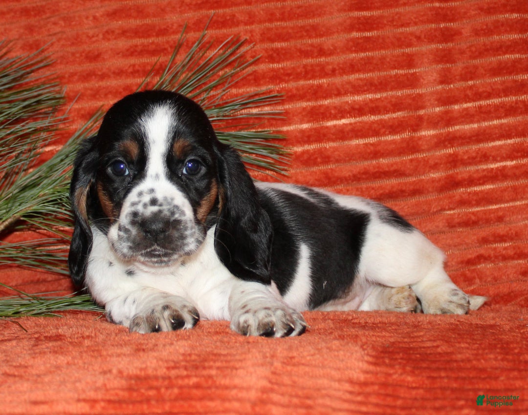 Basset Hound dogs for sale: Sasha - Ad 2