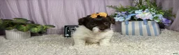 Shihpoo dogs for sale: Shihpoo 2 - Ad 3