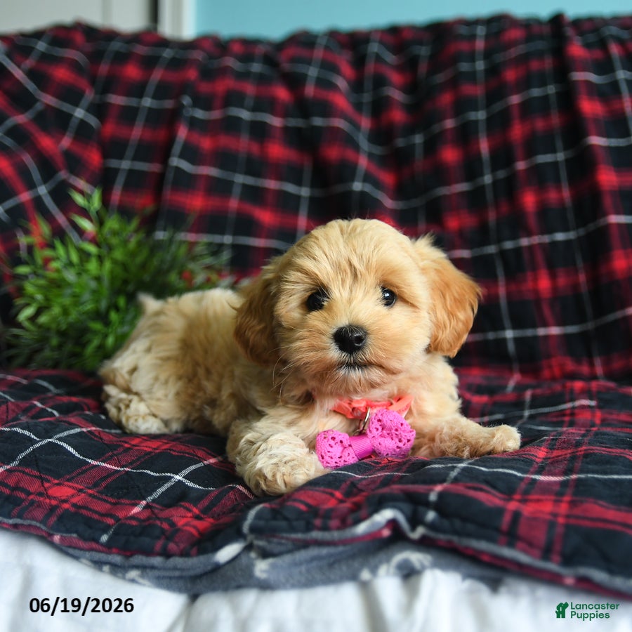 Maltipoo dogs Lilac - Ad 2