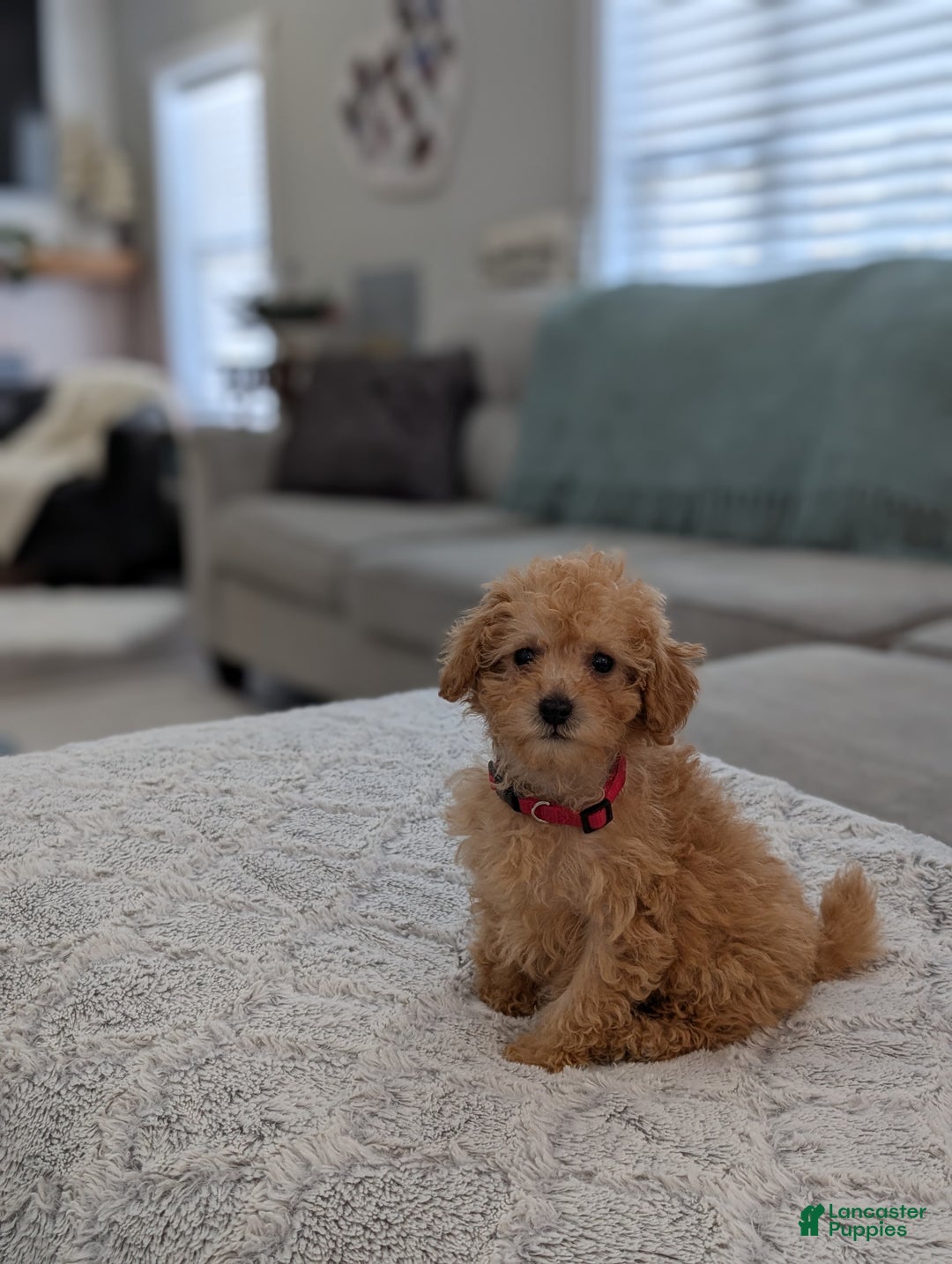 Toy Poodle dogs for sale: Apollo  - Ad 8
