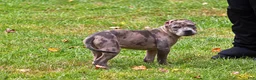 American Bully dogs for sale: Bluezilla 4K OBO - Ad 4