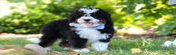 Mini Bernedoodle dogs for sale: Tucker - Ad 8
