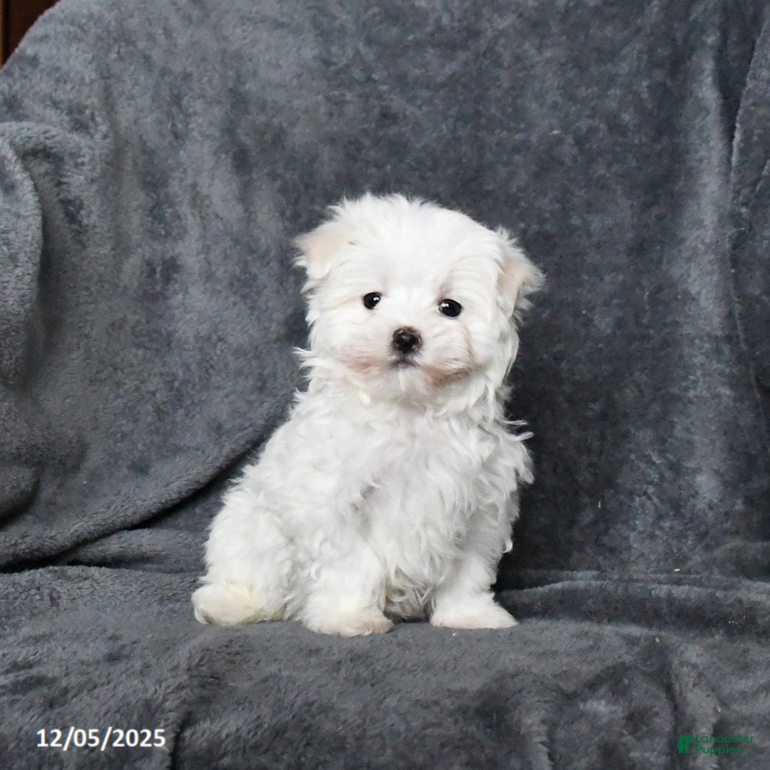 Maltese dogs for sale: Jimmy - Ad 1