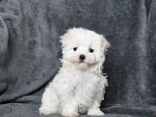 Maltese dogs Jimmy - Ad 4