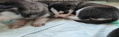 Siberian Husky Puppy 3