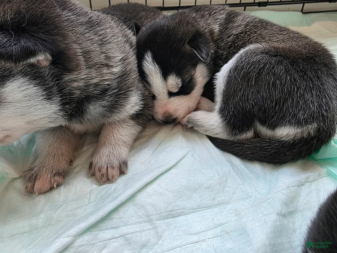 Siberian Husky dogs for sale: Siberian Husky Puppy 3 - Ad 1