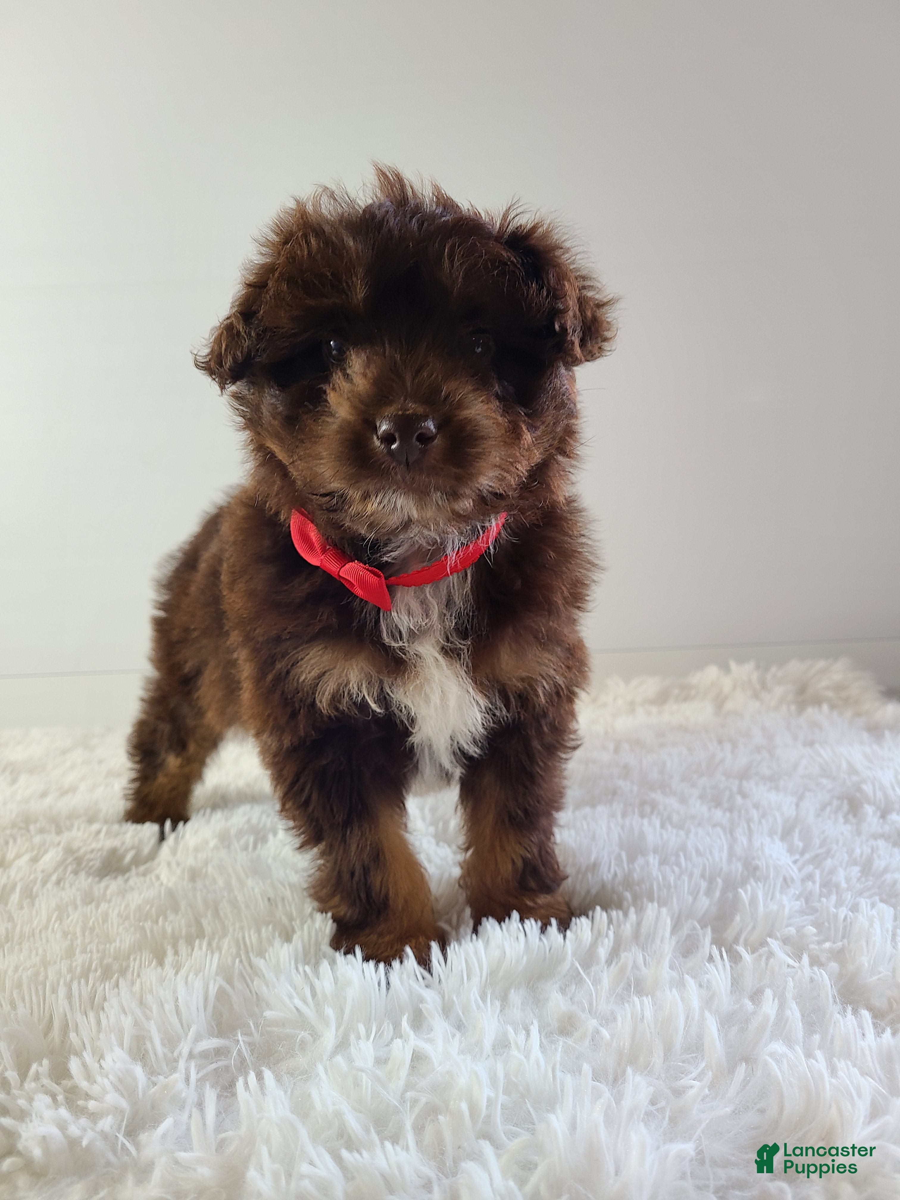 Aussiedoodle dogs Buddy - Ad 31