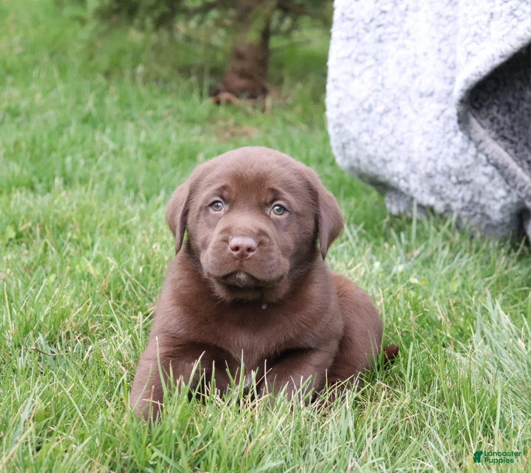 Labrador Retriever dogs for sale: Cooper - Ad 1