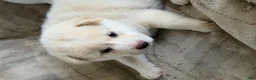 Shiba Inu dogs for sale: Koda - Ad 9