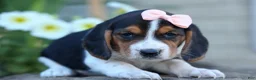 Beagle dogs for sale: Cleo 🌸 - Ad 7