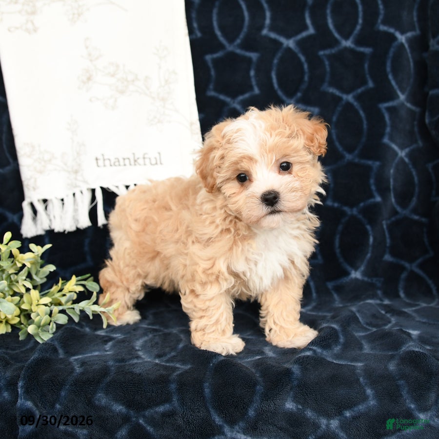 Maltipoo dogs Lindsey - Ad 1