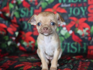 Chihuahua dogs Peaches - Ad 9