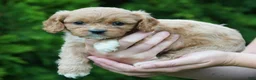 Cavachon dogs for sale: Lexi - Ad 3
