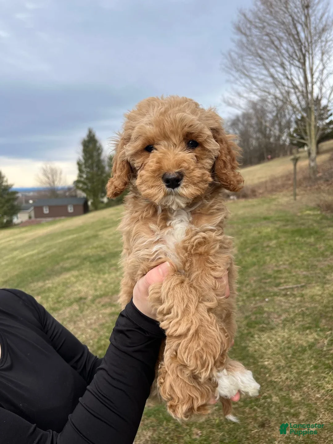 Cavapoo dogs for sale: Elsa - Ad 1
