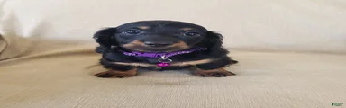 ROSIE