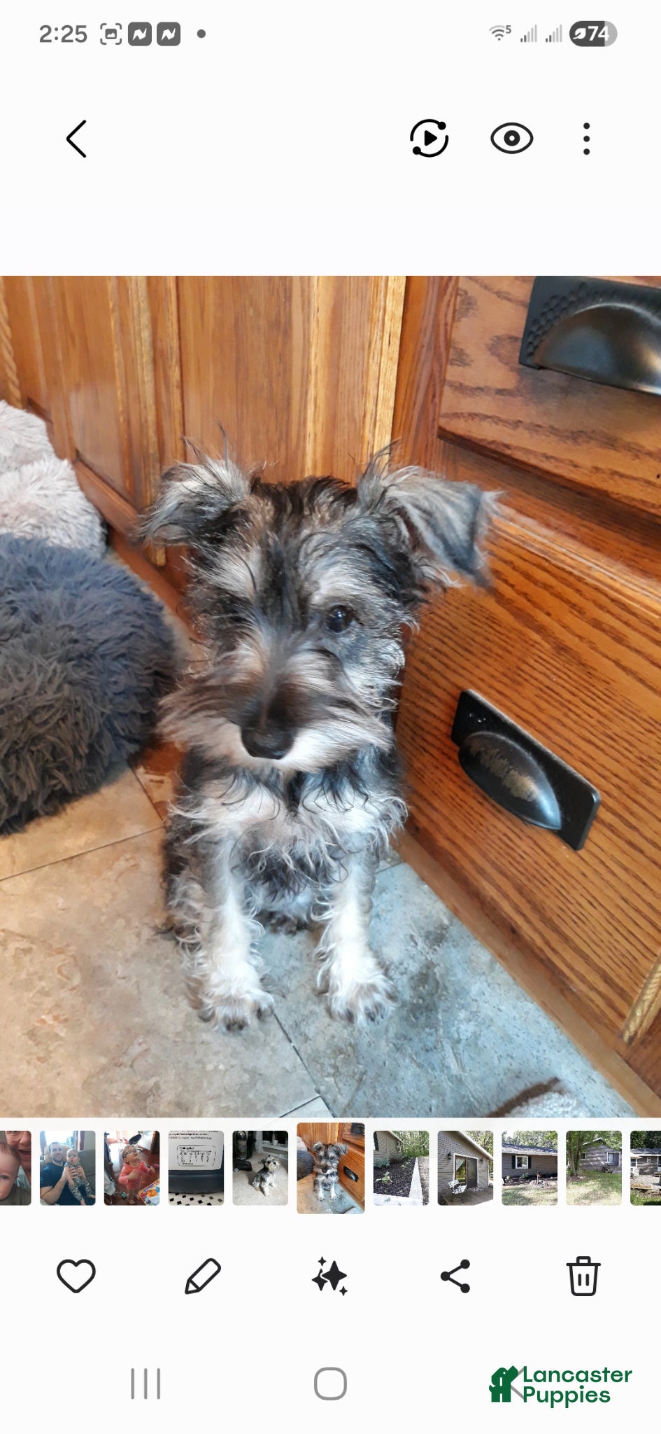 Miniature Schnauzer dogs Miniature Schnauzer Puppy 1 - Ad 2