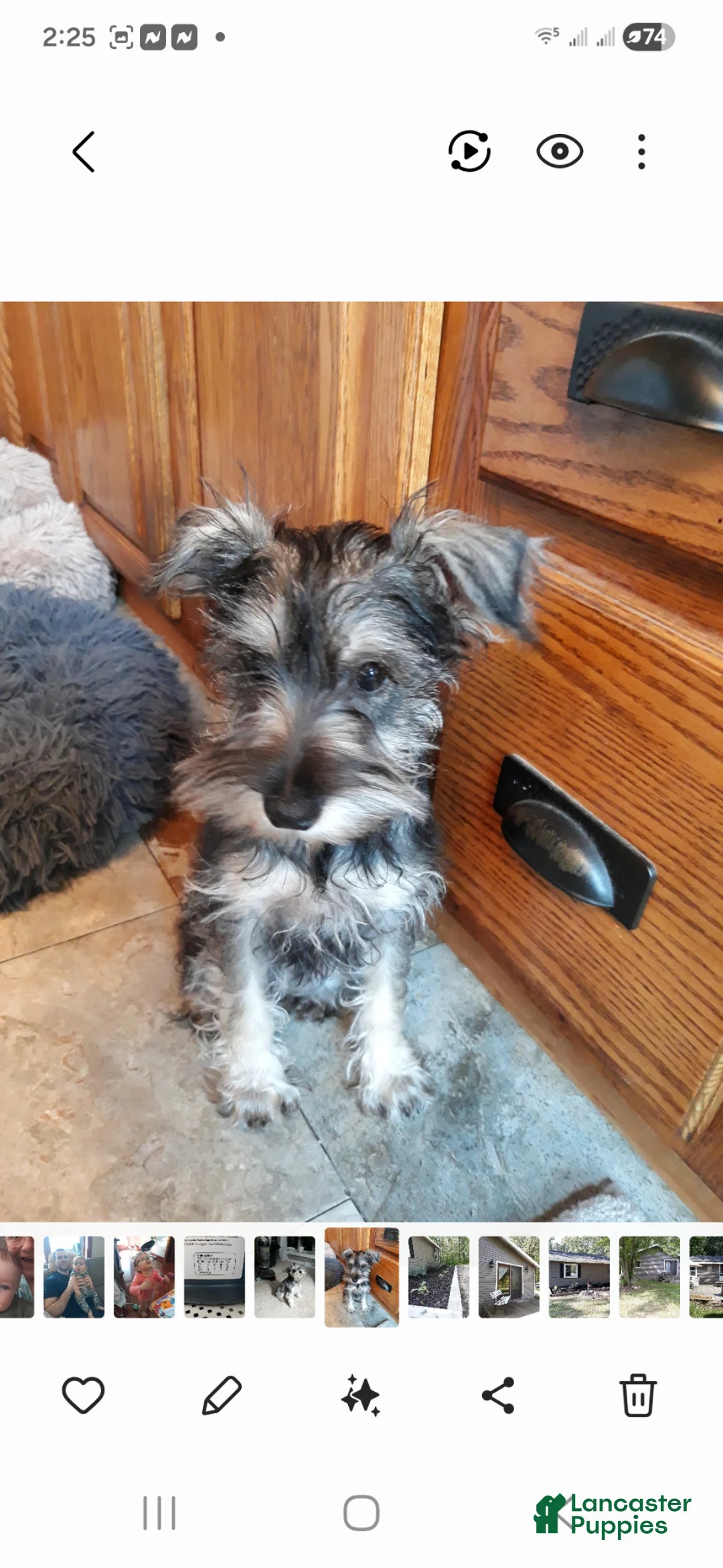 Miniature Schnauzer dogs for sale: Miniature Schnauzer Puppy 1 - Ad 2