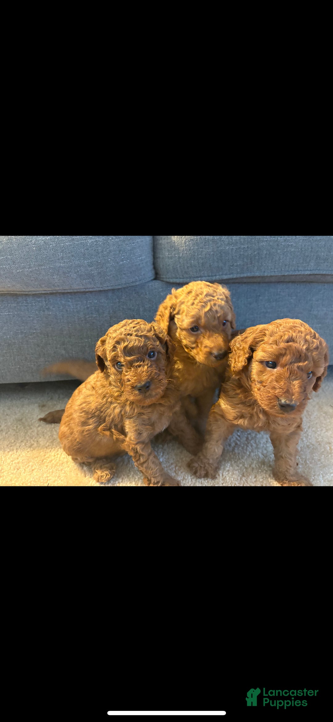 Mini Goldendoodle dogs for sale: Goose - Ad 2