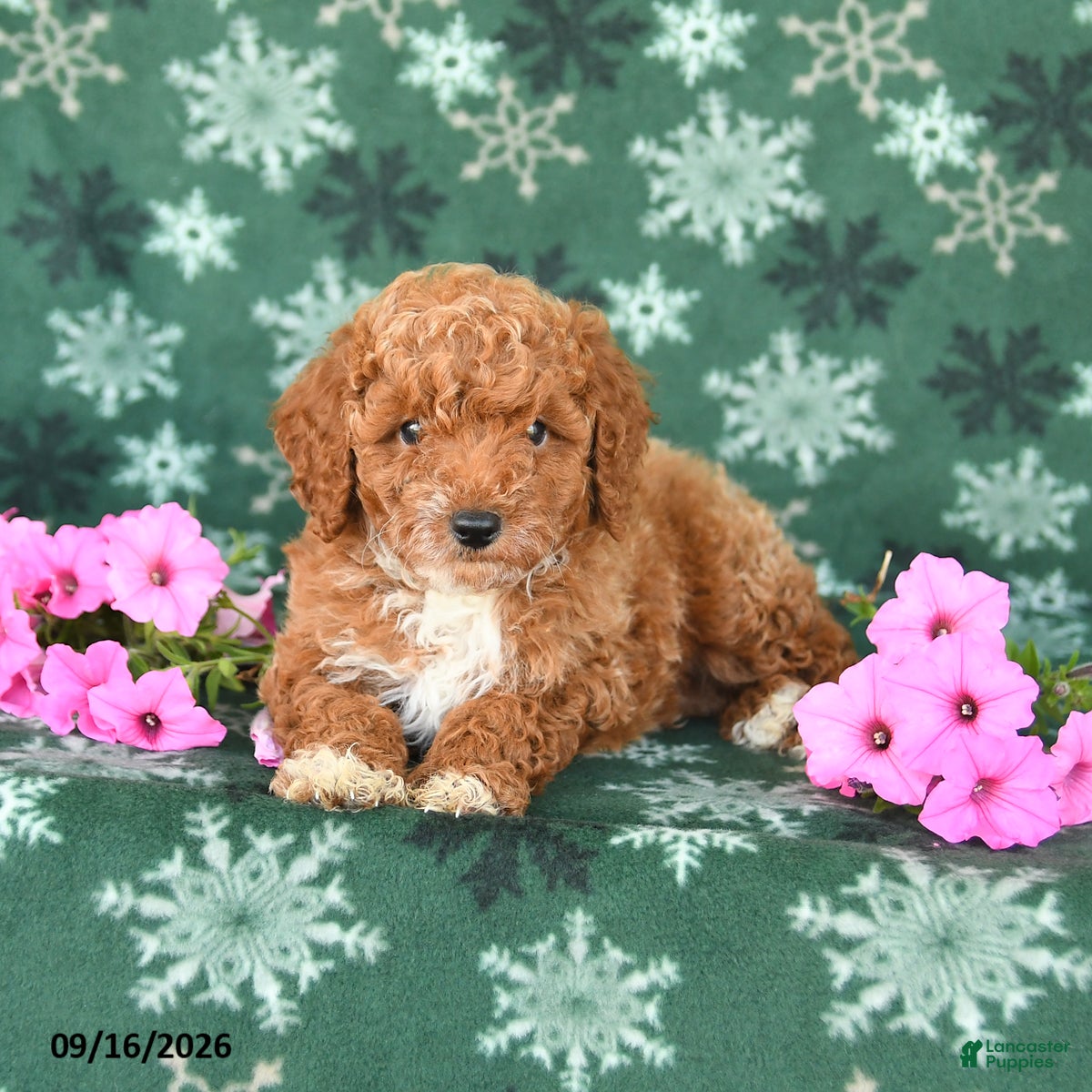 Toy Poodle dogs Thunder - Ad 2
