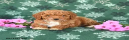 Toy Poodle dogs for sale: Thunder - Ad 2