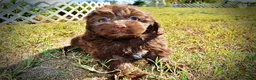 Havapoo dogs for sale: Pringles - Ad 13
