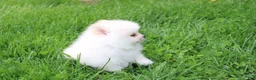 Pomeranian dogs for sale: Charlie  - Ad 12