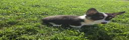 Mixed Breed dogs for sale: Sparkle - Ad 5