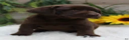 Labrador Retriever dogs for sale: Quincy - Ad 6