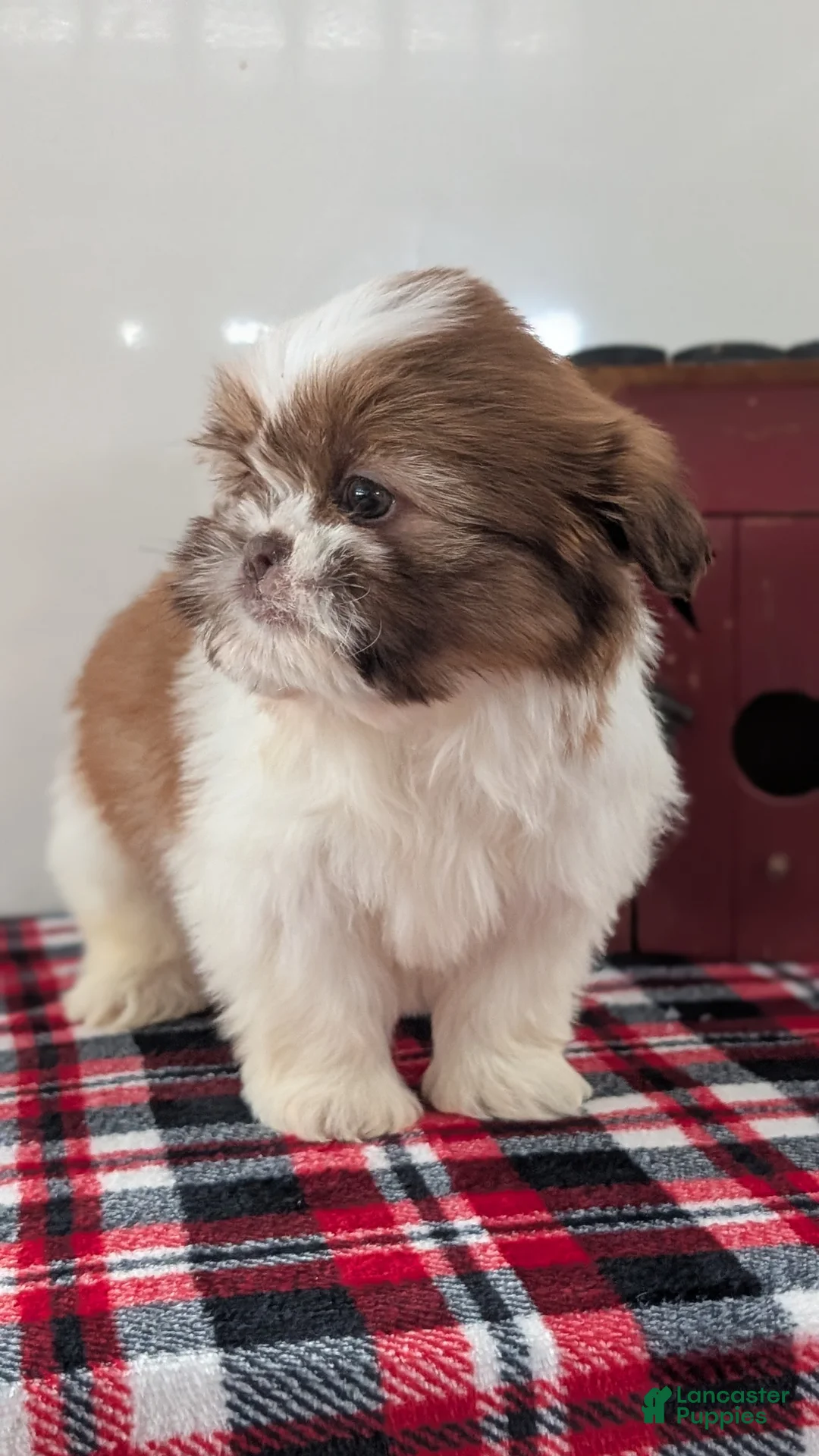 Shih Tzu dogs for sale: Captain - Ad 3