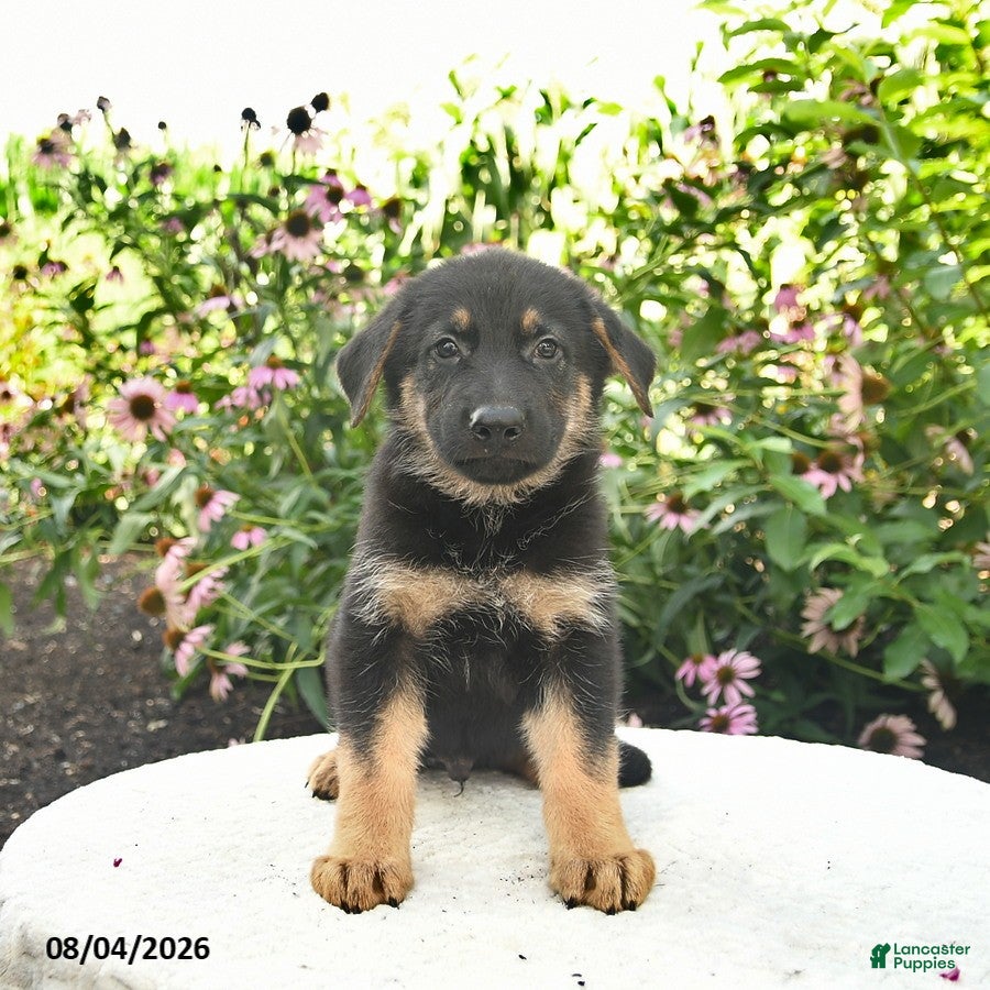 German Shepherd dogs Lightning - Ad 2